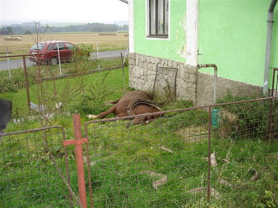 K, který zemel v pepravníku po sráce s vlakem u Bezdkova (5.10.2010)