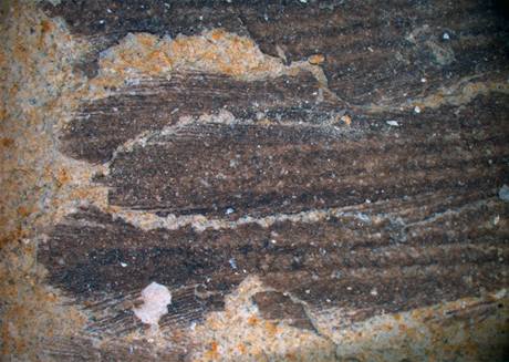 Zkamenl pe prehistorickho tuka