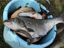 Lekl ryby z eky Marcal po ekologick katastrof v Maarsku (8. jna 2010)