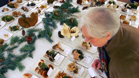 Mykologové poádají výstavu hub v jihlavském Muzeu Vysoiny. 