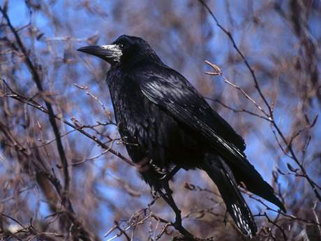 Havran (Corvus frugilegus)