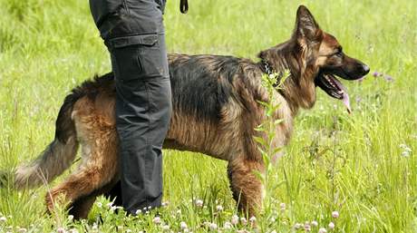 Policejní pes postupn nael únikovou cestu zlodje i jeho náadí. Ilustraní foto