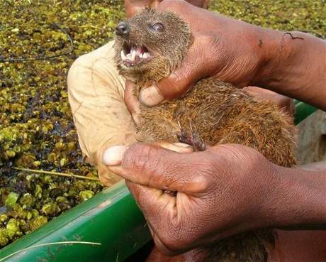 Galidie Durrellova (Salanoia durelli) je nový druh masoravého savce, který objevili na Madagaskaru