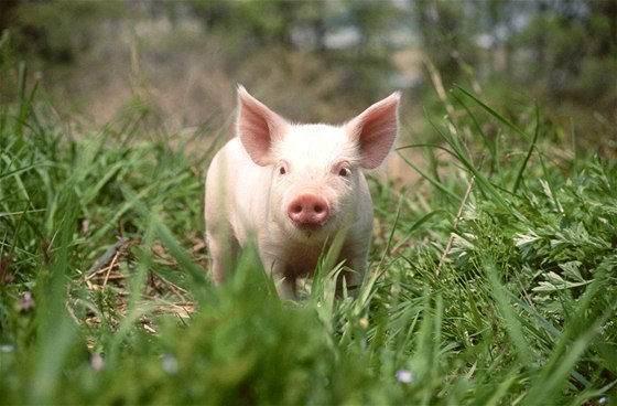 Sele, které vypadlo z návsu uprosted ejova, se mlo narodit mrtvé. Pípad etí veterinární správa. Ilustraní foto.