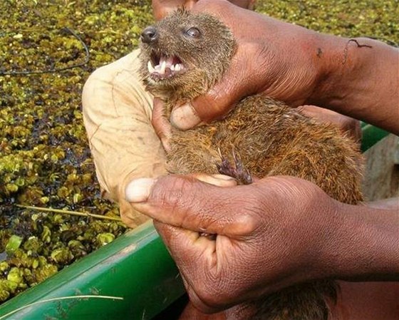Galidie Durrellova (Salanoia durelli) je nový druh masoravého savce, který objevili na Madagaskaru