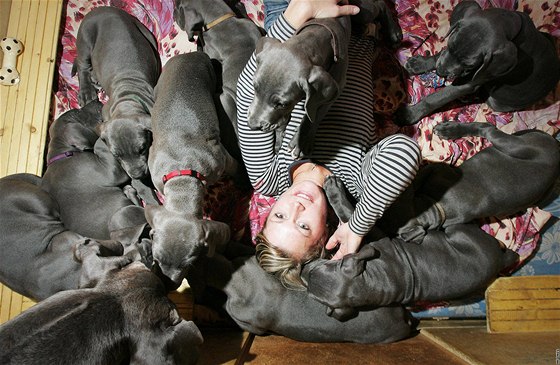 Jana Beranová chová 10 tat nmecké dogy, které vrhla její fena Angela Pacovský ran (ampionka R 2009).