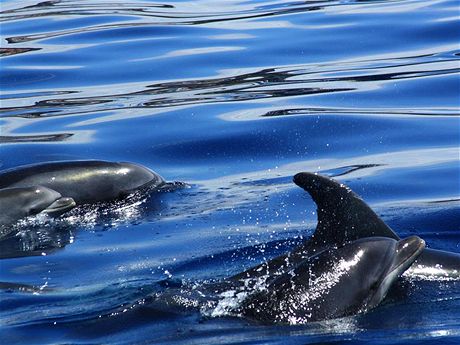 Okol Los Gigantes je jednm z nejlepch mst pro pozorovn delfn.
