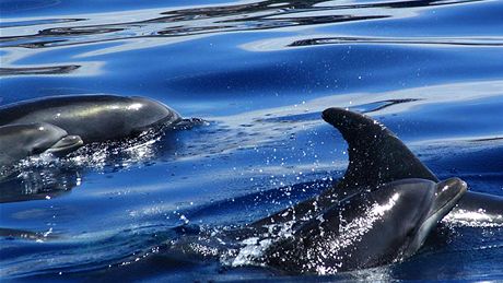 Okolí Los Gigantes je jedním z nejlepích míst pro pozorování delfín.