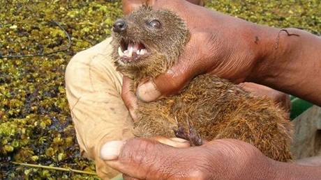 Galidie Durrellova (Salanoia durelli) je nový druh masožravého savce, který objevili na Madagaskaru Galidie Durrellova (Salanoia durelli) je nový druh masožravého savce, který objevili na Madagaskaru