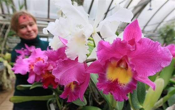 V Botanické zahrad Pírodovdecké fakulty Masarykovy univerzity v Brn zaínají kvést orchideje.