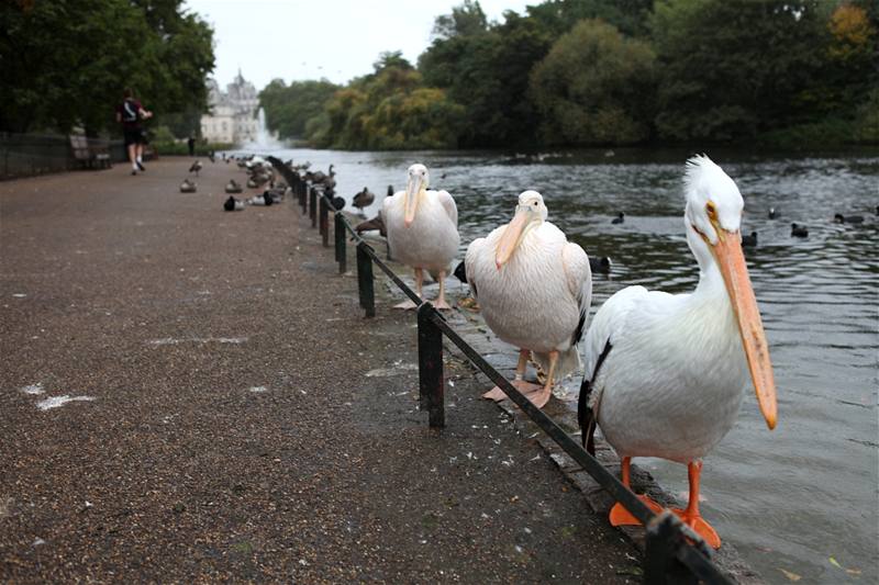 Londýn, ti pelikáni v St. James Parku