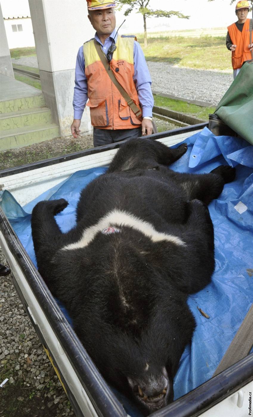 Medvdi se v Japonsku stahují k lidem, policie je musí stílet.