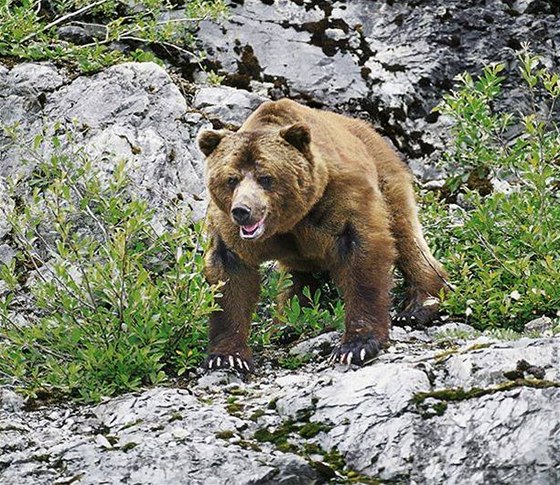 Vdci napoítali v Yellowstonu 603 medvd grizzly. Ilustraní foto.