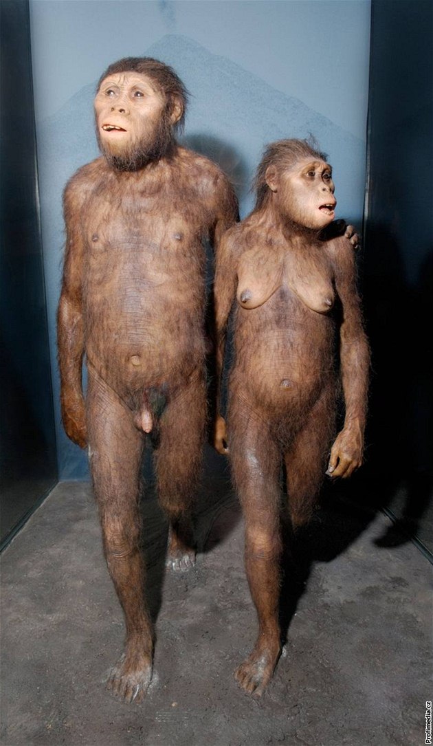 Australopitékové v muzeu. Na rozdíl od jiných pedchdc lovka prý skuten byli mnohem víc monogamní