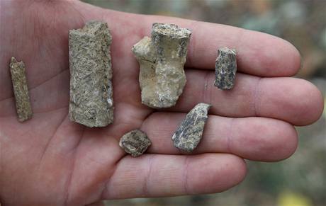 lomky zvecch kost nalezen na uniktnm archeologickm naleziti v Perov-Pedmost, kter jsou star asi 26 tisc let.