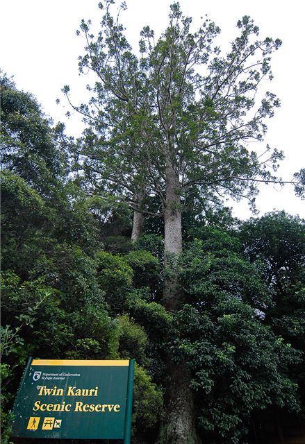 Nov Zland, Coromandel. Ob stromy Kauri rostou i podl silnice