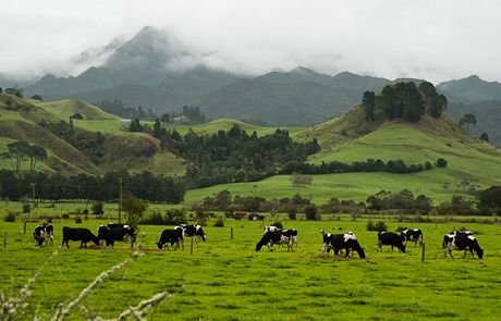 Nov Zland, Coromandel. Hory tady dosahuj a 800 m