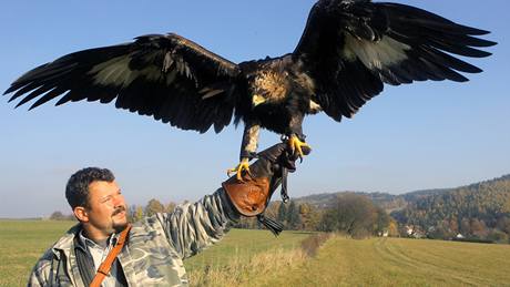 Sokolník Radek Stank se svou samicí orla skalního Kirgou