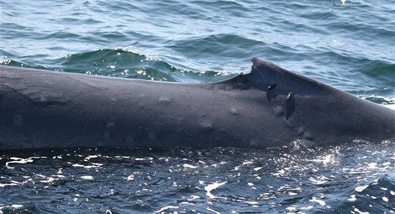 Na hbetech velryb se objevují puchýe (9. listopadu 2010)