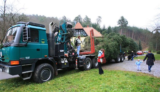 Vánoní strom pro brnnské námstí Svobody se sthoval z Bílovic nad Svitavou. (16. listopad 2010)
