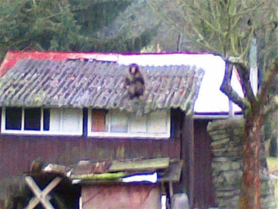 Chata vyfotil makaka ve tvrtek ráno, jak si na stee pochutnává na jablkách.