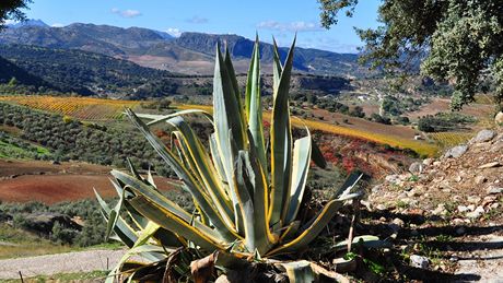 Serranía de Ronda