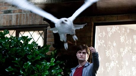 Harry Potter: fenomén publikem milovaný, odbornými porotami pehlíený.