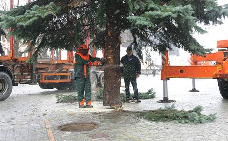 Tebí má konen svj vánoní strom. Radnici se po úterním neúspchu, kdy se ten pvodn vybraný rozlomil, podailo najít náhradu. Ilustraní foto