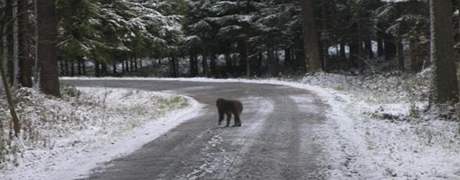 Uprchlý makak na silnici mezi Baldou a Staovem.