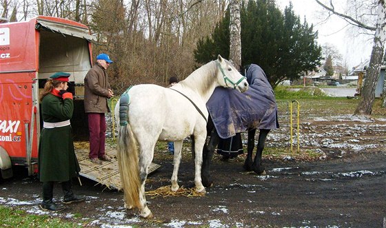 Vzpomínkové akce na bitvu Tí císa zaaly v Námti na Hané, kam si úastníci pivezli kon Fabiana (erný) a Czaka. (27. listopad 2010)