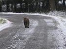 Uprchl makak se prochzel po silnici mezi Baldou a Staovem.