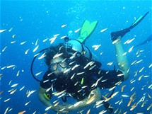 Podmosk ivot kolem ostrova Koh Lipe na jihu Thajska