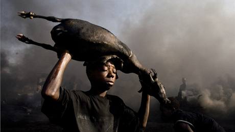 Mladík nese zvíe bhem jatek v Port Harcourt. Kou kolem je zpsobem pálením zvíecí ke na starých pneumatikách. Lidé se v oblasti ivili rybolovem, kvli ropným únikm do vody ale zaali jíst ervené maso