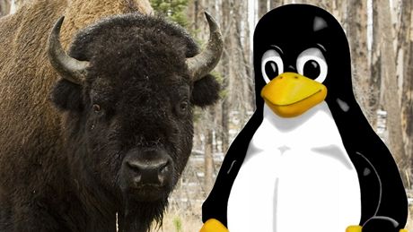 Tux a bizon Tux a bizon