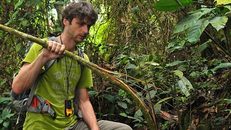 Větev zlomená při hrách šimpanzů, Kamerun. Větev zlomená při hrách šimpanzů, Kamerun.