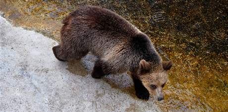Medvd hnd na Slovensku. Ilustran foto