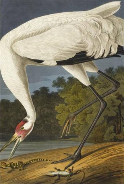 John James Audubon: Amerit ptci