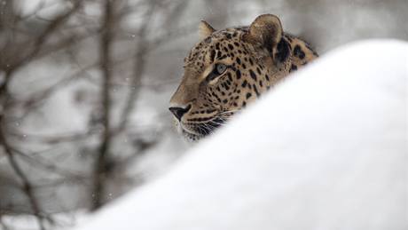 Levhart perský erná v jihlavské zoo