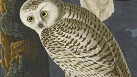John James Audubon: Amerití ptáci