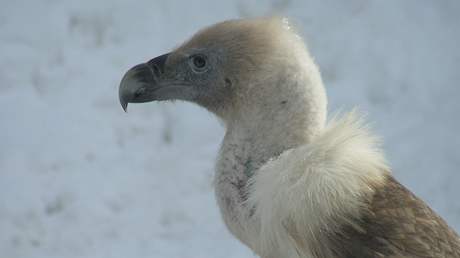 Sup blohlavý, který do ZOO v Ostrav picestoval z Nmecka.