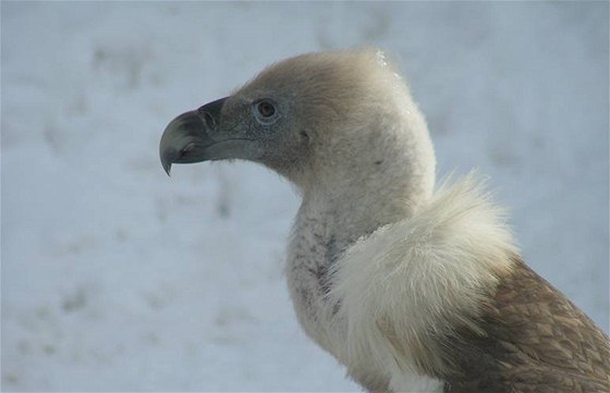 Sup blohlavý, který do ZOO v Ostrav picestoval z Nmecka.