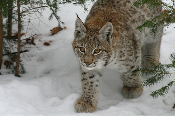 Zoologická zahrada v Dín má vedle samce rysa opt i samici (ilustraní snímek).