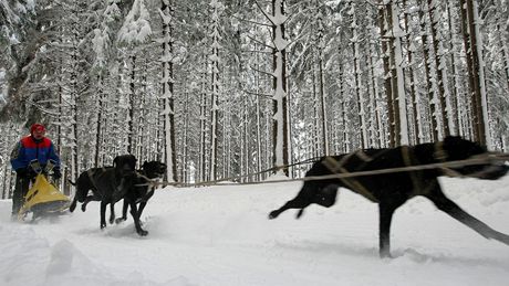 U Tech Studní na ársku trénovali v sobotu majitelé psích speení (Pavel Zvolský).