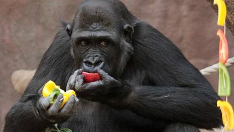 Gorila Moja oslavila v praské zoo esté narozeniny