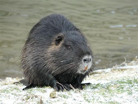 Nutrie, která zimuje v centru Perova na soutoku Bevy a mlýnského náhonu Strhance.