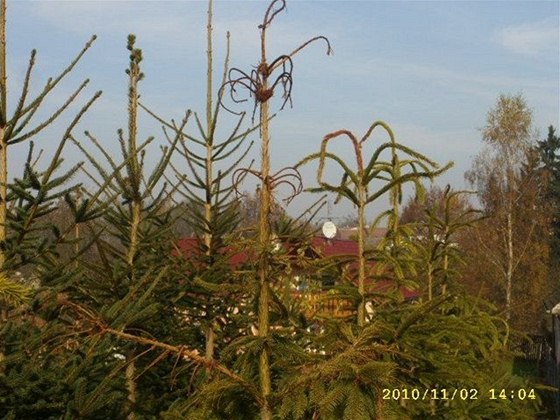 Smrky Josefa Chramosty pokozené herbicidem.