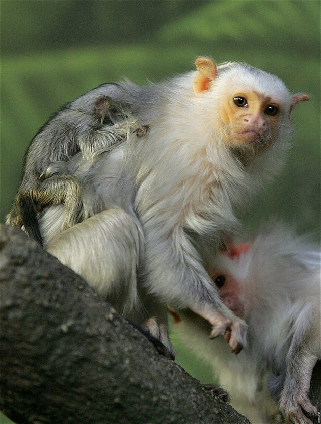 Zoo na Svatém Kopeku u Olomouce slaví nové pírstky - malé Kosmany stíbité. Vzácné a ohroené opice patí k nejmením na svt.