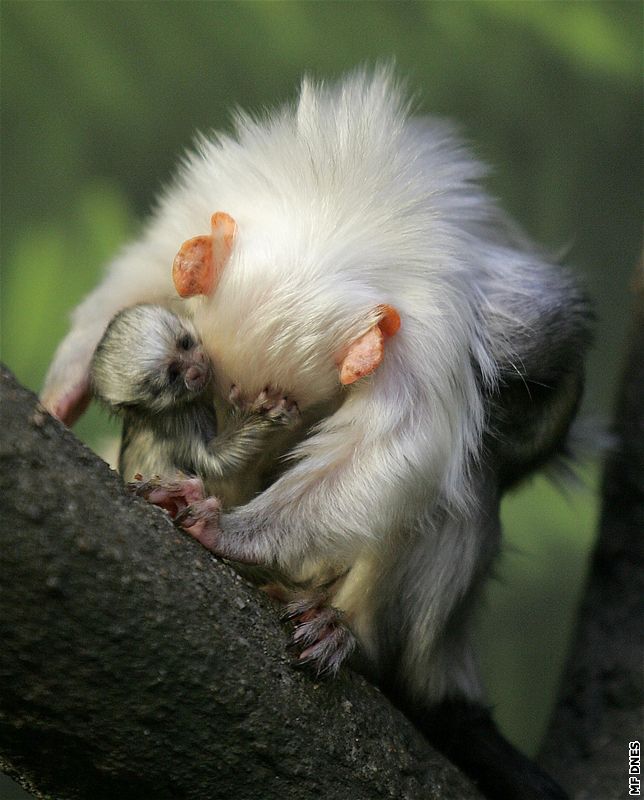 Zoo na Svatém Kopeku u Olomouce slaví nové pírstky - malé Kosmany stíbité. Vzácné a ohroené opice patí k nejmením na svt.