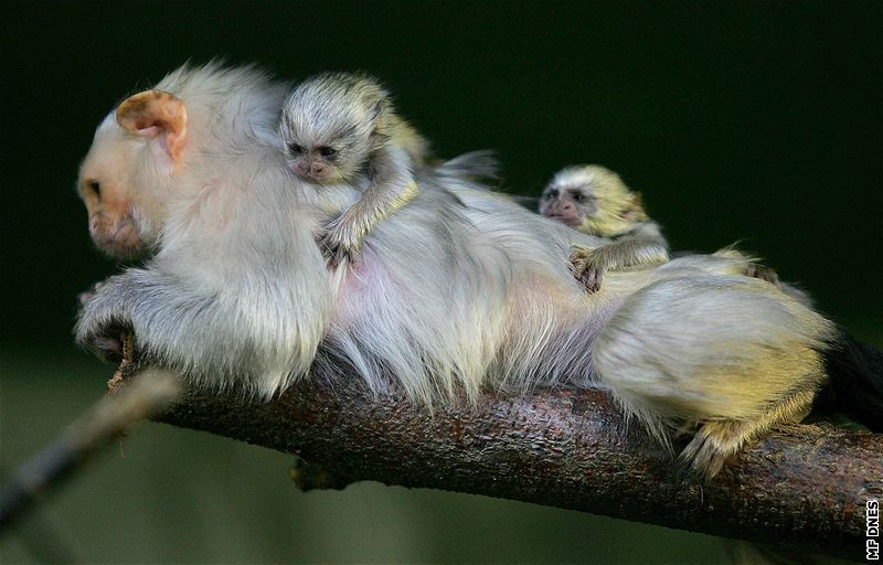 Zoo na Svatém Kopeku u Olomouce slaví nové pírstky - malé Kosmany stíbité. Vzácné a ohroené opice patí k nejmením na svt.