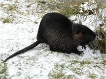 Nutrie, kter zimuje v centru Perova na soutoku Bevy a mlnskho nhonu Strhance.